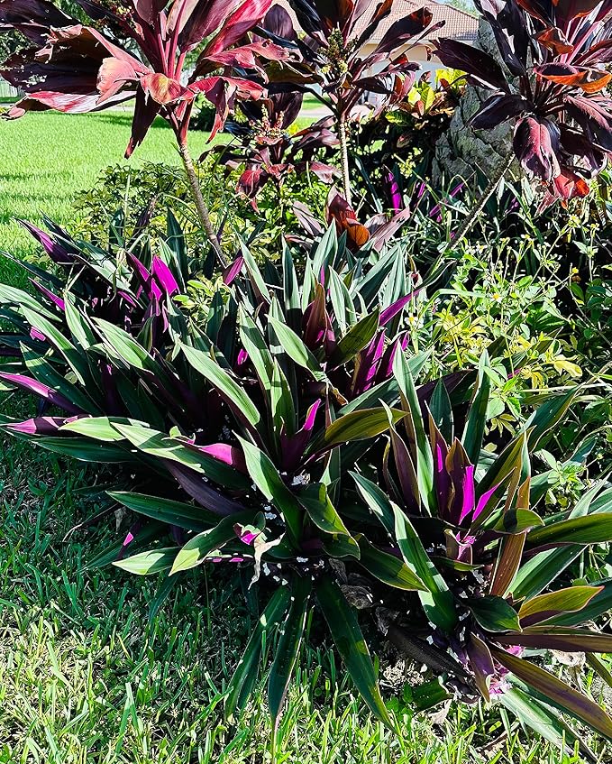 TEN Outdoor Live Plants Special- Oyster Plant Purple & Green - Grows to Medium Height Outdoor Plant- Young Small Plant