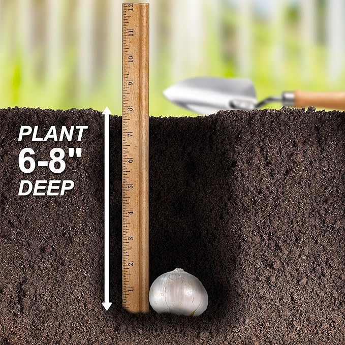 Garden State Bulb Gladiator Allium Flower Bulbs, 18cm, Fall Planting (Bag of 30)