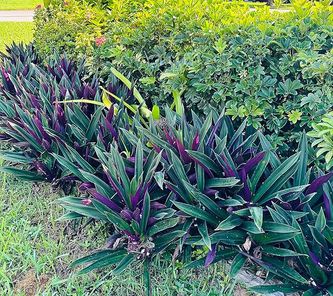 ONE Outdoor Live Plant- Oyster Plant Purple & Green - Grows to Medium Height Outdoor Plant- Young Small Plant