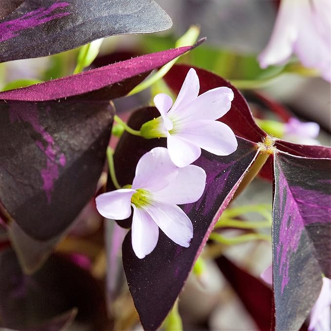 Easy to Grow Oxalis Triangularis Purple Shamrocks 20 Plant Bulbs - Dark Purple Foliage & Light Pink Flowers Indoor or Outdoor Zones 6-10