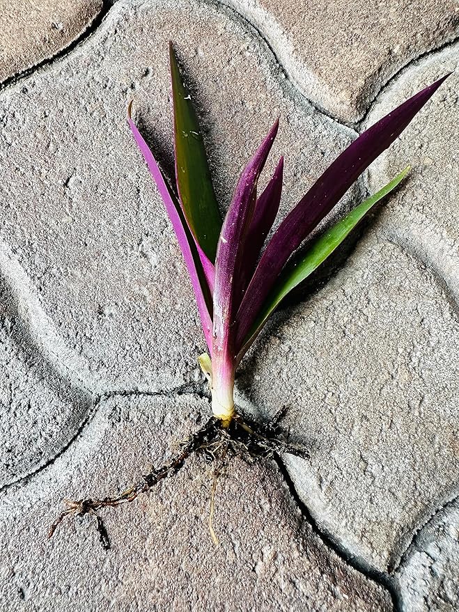 ONE Outdoor Live Plant- Oyster Plant Purple & Green - Grows to Medium Height Outdoor Plant- Young Small Plant