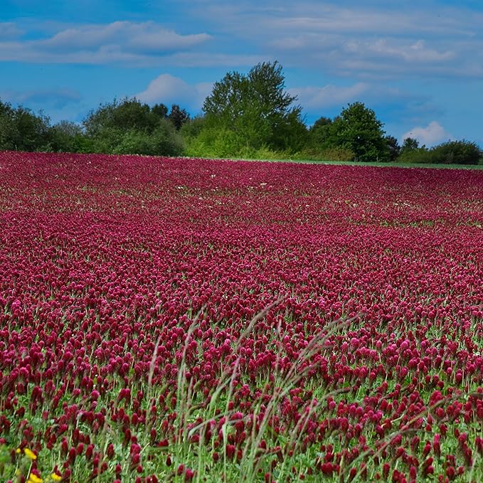 Outsidepride Crimson Clover Seeds - 5 lbs. Annual, Nitrocoated, & Inoculated Ground Cover Seeds, Ideal Clover Seed for Lawn, Cover Crop, Pasture, Hay, Green Manure & Wildlife Forage