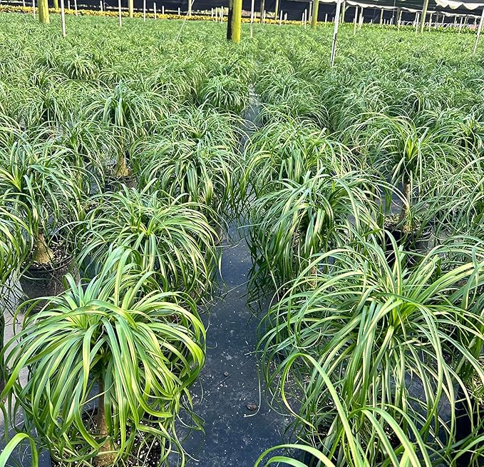 Ponytail Palm ‘Elephant’s Foot’ – 10 Inches Grower Pot – Live Indoor/Outdoor Drought-Tolerant Plant – Air Purifying, Easy Care Houseplant for Home Décor