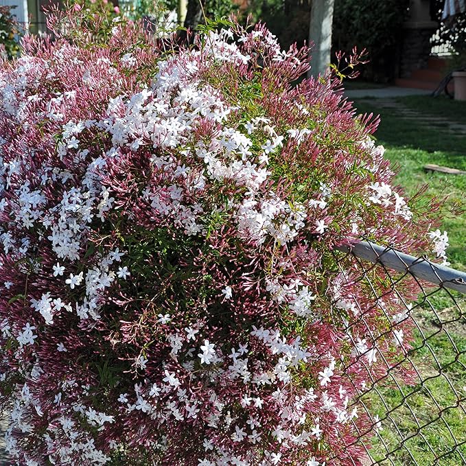 Pink Jasmine Vine - Jasminum Polyanthum - Fragrant & Blooming, Perfect for Indoor/Outdoor Decor (2 Pink jas sacs)