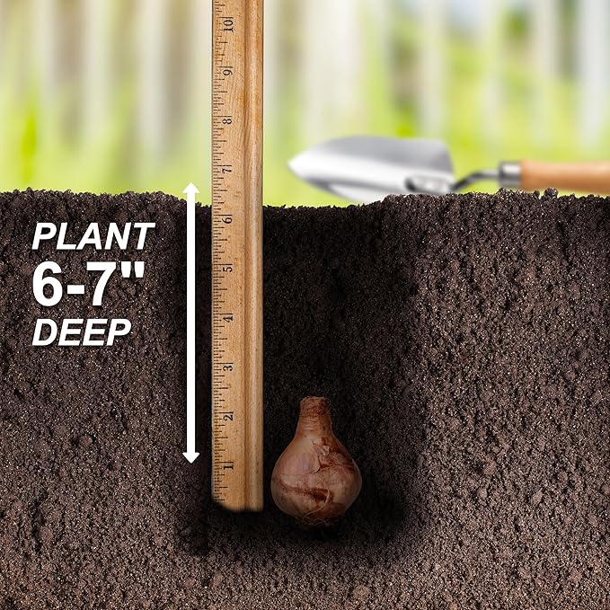 Garden State Bulb Narcissus Rock Garden Mix Daffodil Flower Bulbs, 12/14cm, Fall Planting (Bag of 25)