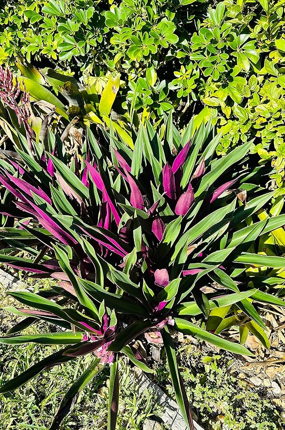 TEN Outdoor Live Plants Special- Oyster Plant Purple & Green - Grows to Medium Height Outdoor Plant- Young Small Plant